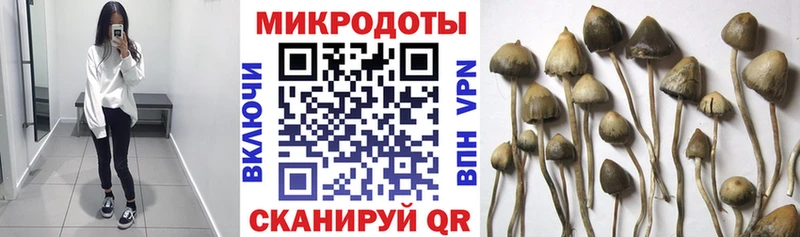 Галлюциногенные грибы Psilocybe  Нерчинск 